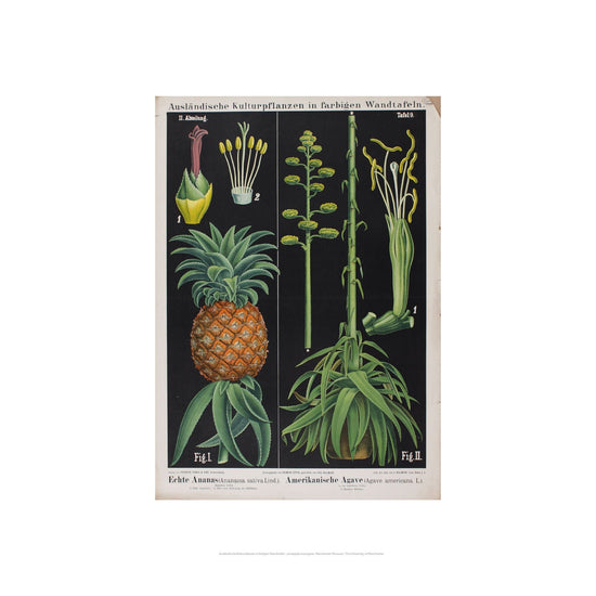 Black print of a 1897 illustration of a pineapple agave plant.