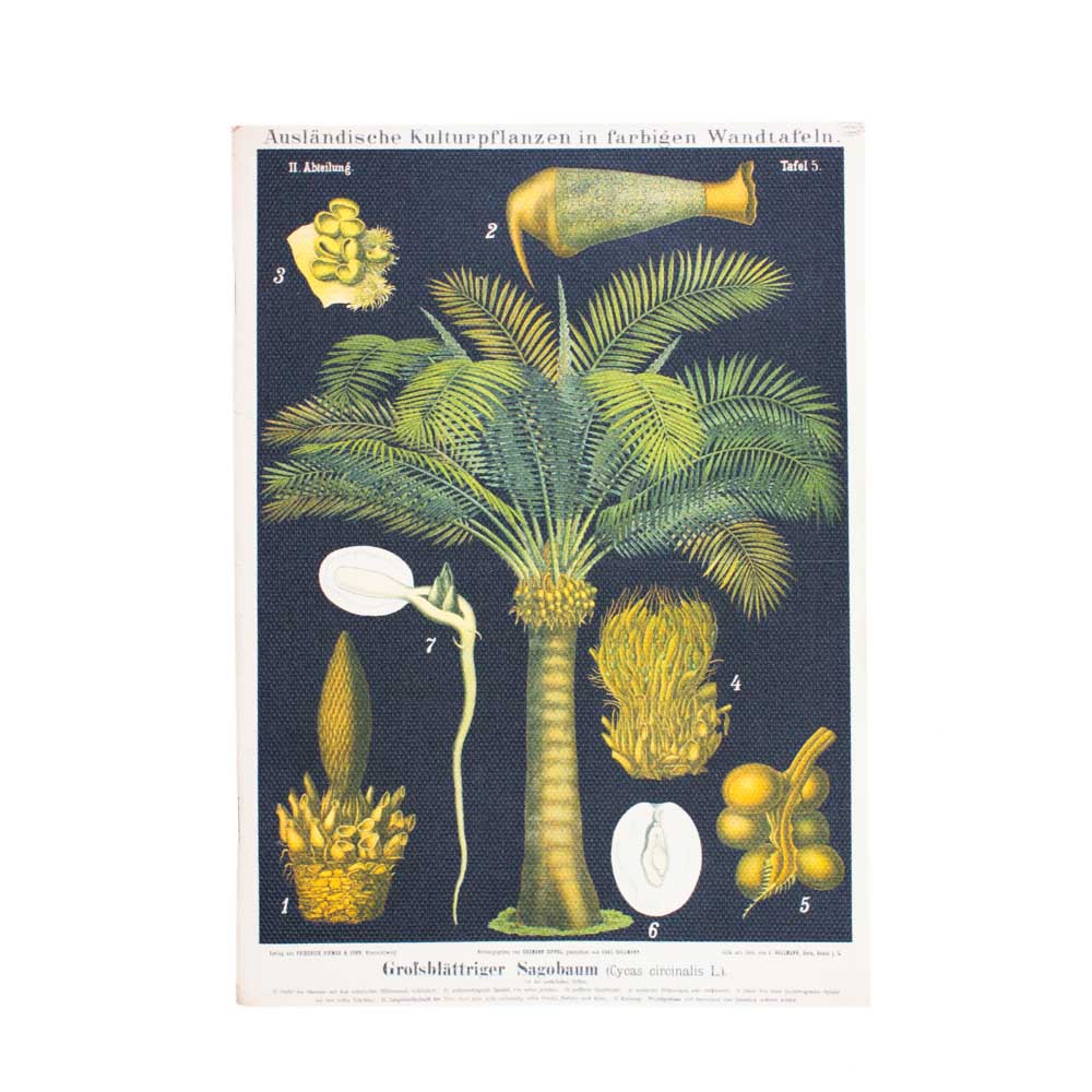 The queen sago palm canvas notebook without the belly band so the entire print pattern with dark background and the palm fruiting and flowering bodies can be seen.