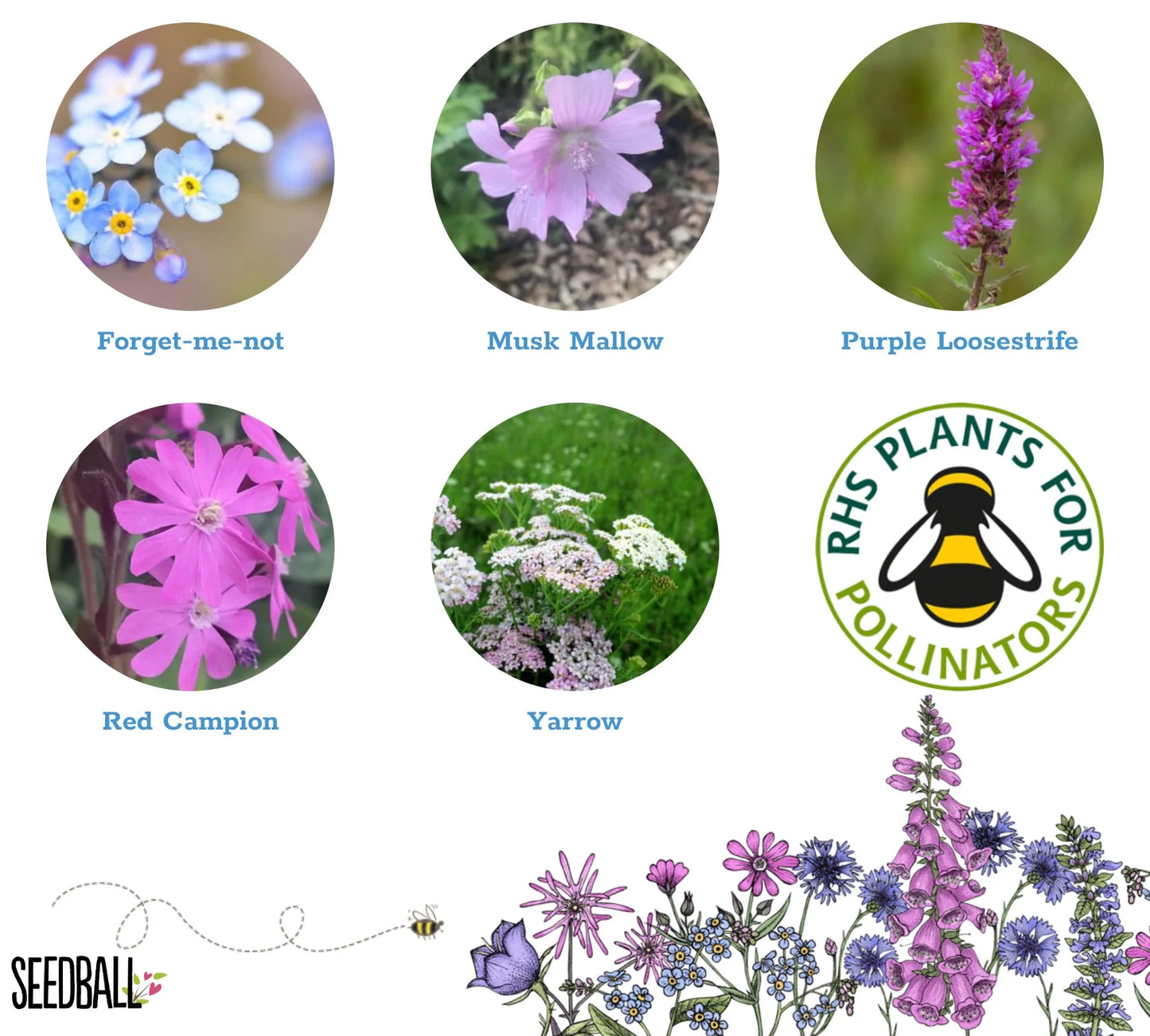 White background graphic with round photographs of the five flowers in the seedballs. From top left to right its, forget-me-not, musk mallow, purple loosestrife, red campion, yarrow.