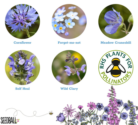 Load image into Gallery viewer, The white postcard detail with round photographs of the five flower species in this mix. From top left to right, Cornflower, forget-me-not, meadow cranesbill, self heal and wild clary.
