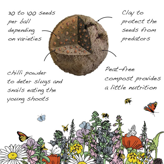 Load image into Gallery viewer, A graphic on white background with black text and flower illustrations at the bottom showing and explaining the components of a seedball With a small pyramid cut out in the ball. Arrows with text fromtop left to right. 30 to 100 seeds per ball depending on varieties. Clay to protect the seeds from predators. Chilli powder to deter slugs and snails eating the your shoots. Peat-free compost provides a little nutrition.
