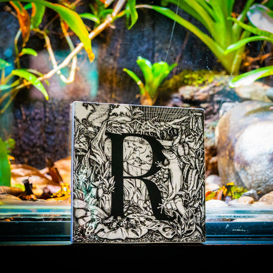 Lifestyle shot in the museum vivarium of the R tile from the Sculpts.In the background can be seen a poison dart frog and bromeliads and other rainforest plants.